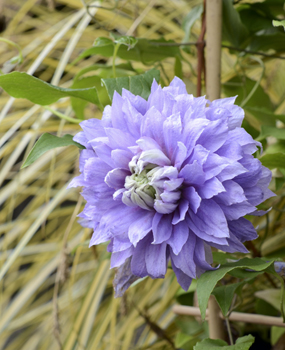 Clematis DIAMANTINA (Evipo039)