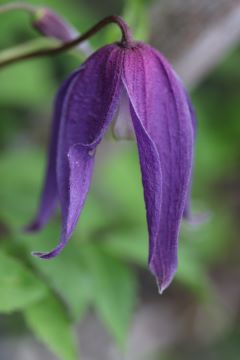 Clematis 'Dark Dancer'