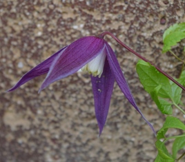 Clematis 'Dark Dancer' (Joy Creek Nursery)
