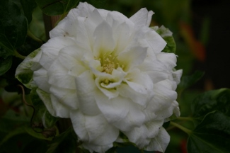 Clematis 'Duchess of Edinburgh'