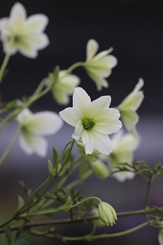 Clematis 'Early Sensation'