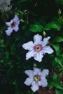 Clematis 'Ekstra'