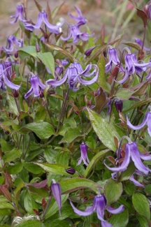 Clematis 'Elegant Rhythm'