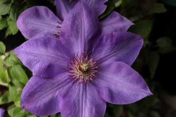 Clematis 'Elsa Spaeth'