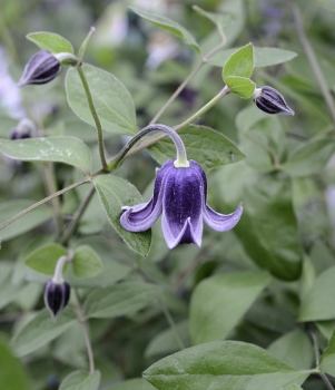 Clematis 'Fascination'