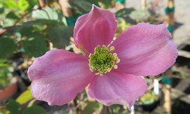 Clematis 'Fragrant Spring'