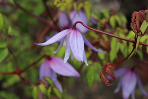 Clematis 'Frankie'