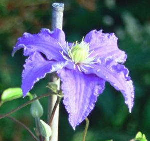 Clematis 'Fryderyck Chopin'