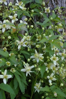 Clematis 'Grace'