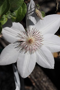 Clematis 'Henryi'