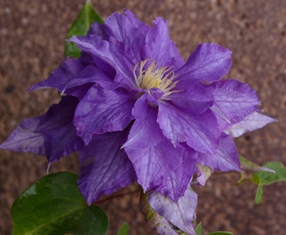 Clematis 'Hikarugenji'