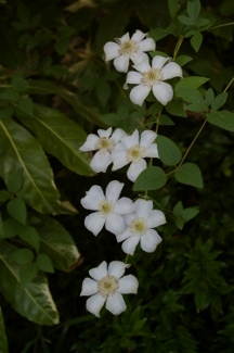 Clematis 'Huldine'