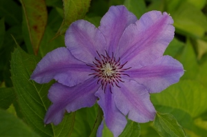 Clematis 'Ilka' PP#22,902