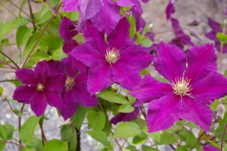 Clematis 'Iubileinyi-70'