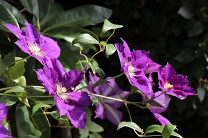 Clematis 'Jackmanii Superba'