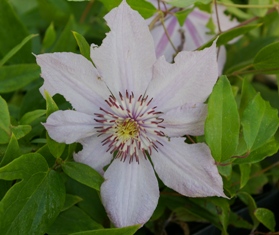 Clematis 'Kiyohime'