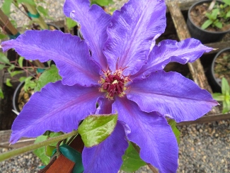 Clematis 'Lord Nevill'