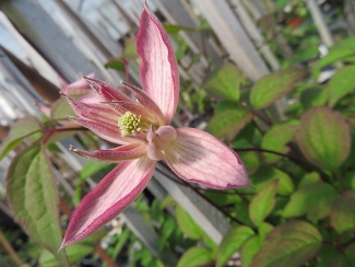 Clematis 'Marjorie'