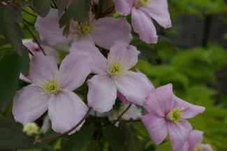 Clematis 'Mayleen'