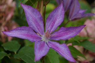 Clematis 'Minister' (Kvistik, 1982)