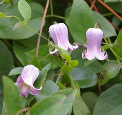 Clematis 'Murasaki no ue' (Chikuma)