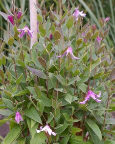Clematis 'Pagoda Pink' (Joy Creek Nursery)
