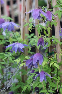 Clematis 'Pauline'