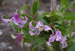 Clematis 'Pink Pinwheel' (Joy Creek Nursery)