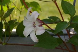 Clematis PRINCESS KATE ('Zoprika')