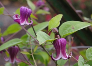 Clematis 'Princess Red'