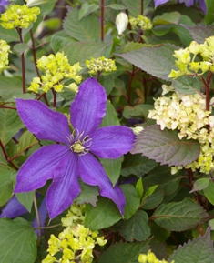 Clematis 'Rhapsody'