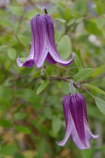 Clematis 'Roguchi No. 2'