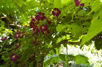 Clematis 'Rouge Cardinal'