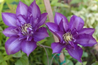 Clematis 'Royalty'