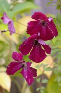 Clematis 'Rubra'