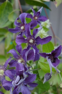 Clematis SAPHYRA INDIGO