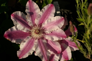 Clematis 'Souvenir du Capitaine Thuilleaux'