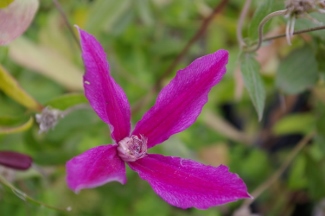 Clematis 'Spark'