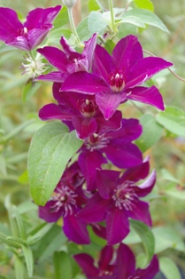 Clematis 'Stasik'