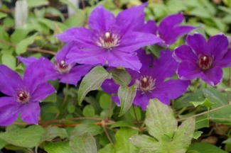 Clematis 'Tsubakuro'