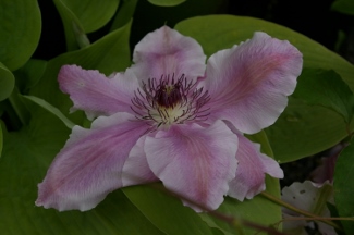 Clematis 'VancouverTM Mystic Gem'