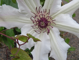 Clematis 'VancouverTM Fragrant Star'