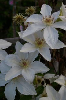 Clematis 'Vilhelmine'