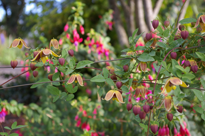 Clematis 'Vince Denny' (V. Denny, 1992)