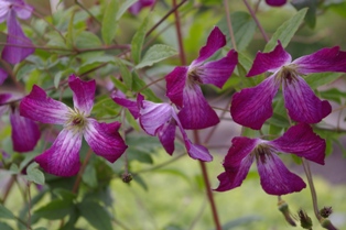 Clematis 'Walenburg'