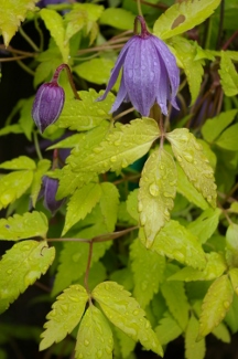 Clematis alpina 'Stolwiyk Gold'