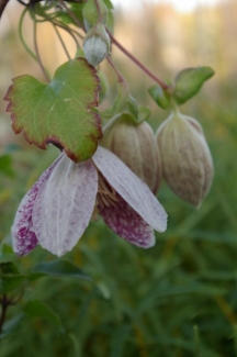 Clematis cirrhosa var. purpurascens 'Freckles'