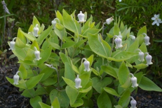 Clematis coactilis