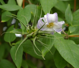 Clematis crispa