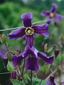 Clematis diversifolia 'Eriostemon' x